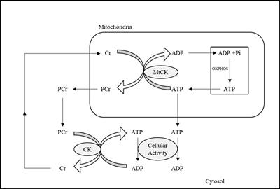 Systematic review of 31P-magnetic resonance spectroscopy studies of brain high energy phosphates and membrane phospholipids in aging and Alzheimer's disease